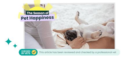 A dog receiving a massage from their pet parent.