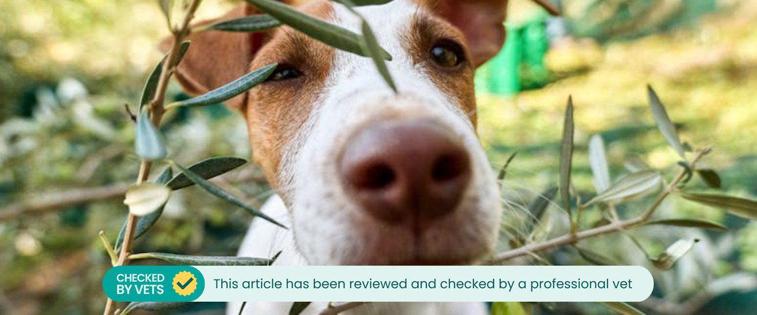 A dog peering through an olive tree.