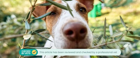 A dog peering through an olive tree.