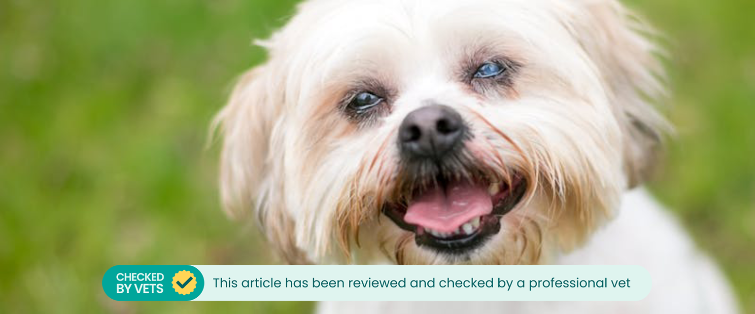 A dog with cataracts