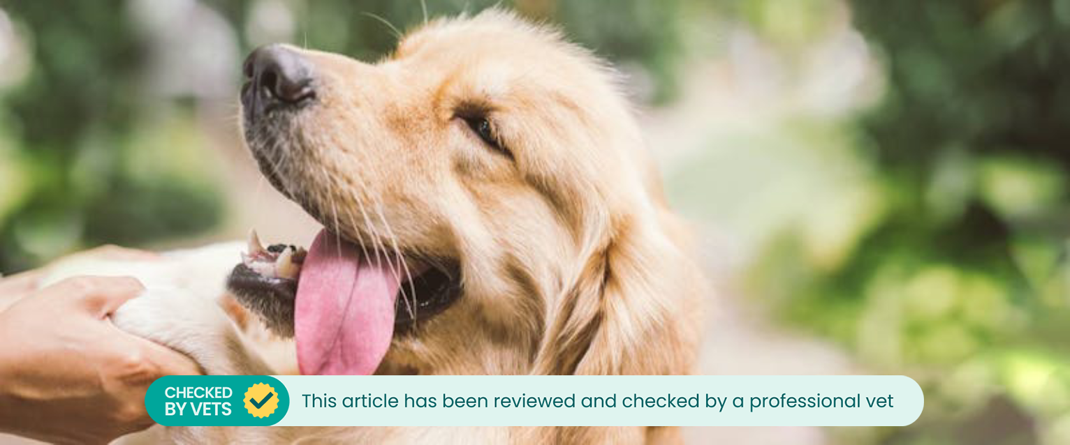 A dog with their tongue out.