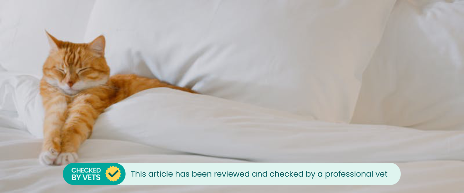 A cat sitting comfortably on a bed.