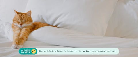 A cat sitting comfortably on a bed.