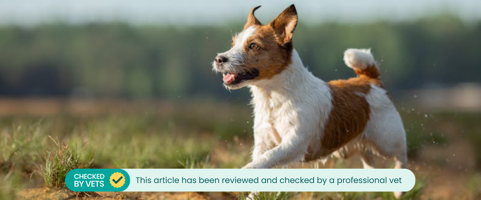 A dog running around in a field.