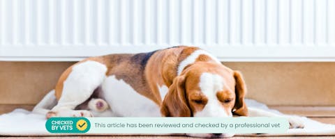 a hound sleeping on a heated dog bed underneath a white radiator