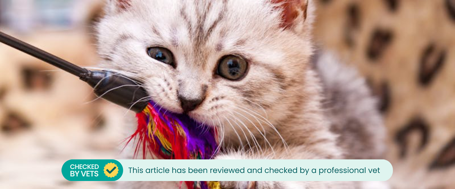 A cat playing with a teaser toy.