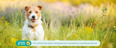 A dog in a field of herbs and flowers.