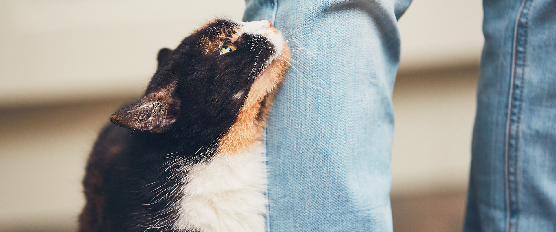 Why Does My Cat Headbutt Me?