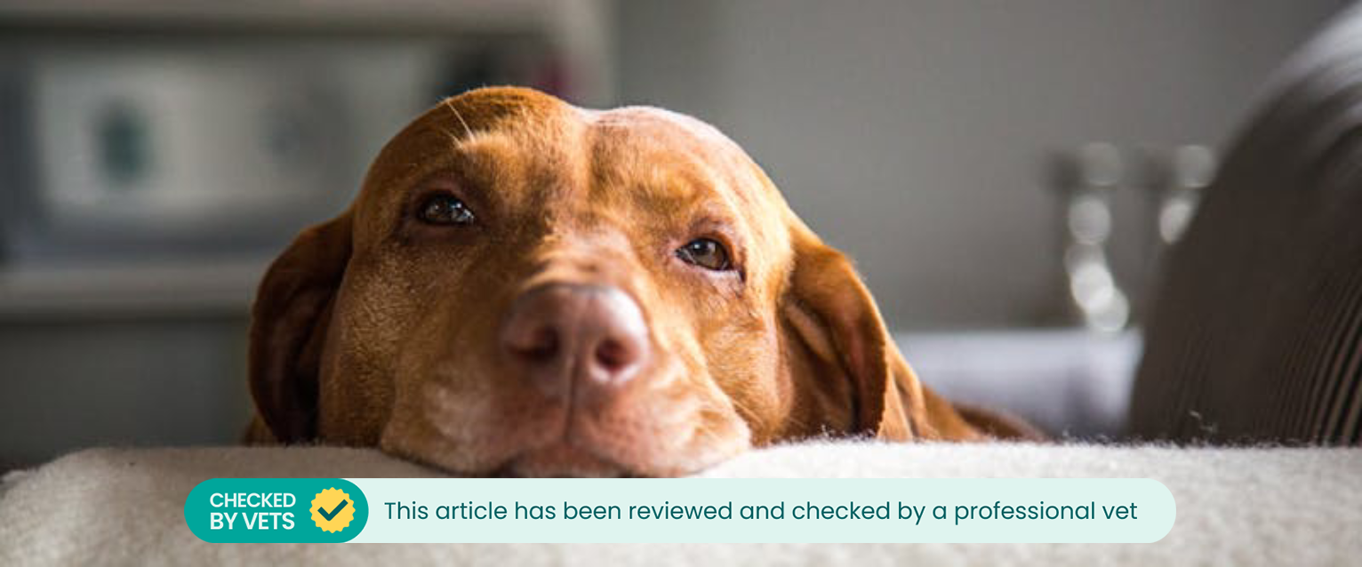 Dog resting their head on a sofa and looking into the camera.