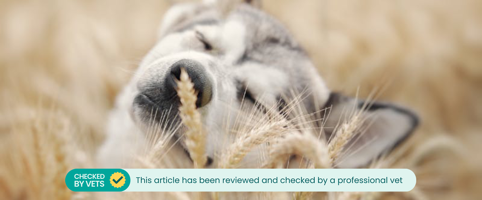Dog in a grain field.