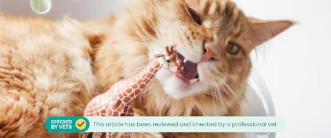 a fluffy ginger tabby cat chewing on a toy plastic giraffe.