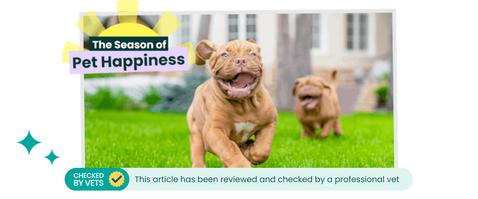 Puppies on dog zoomies around the garden