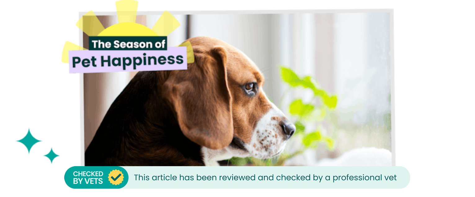 Profile of a dog looking out of a window