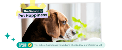 Profile of a dog looking out of a window