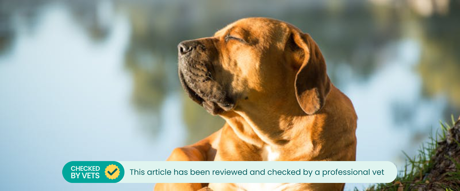 A dog with suncream on enjoying the sun by a lake.