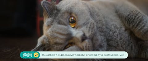 a British blue cat lying on its side looking at the camera with its face smuched into the floor