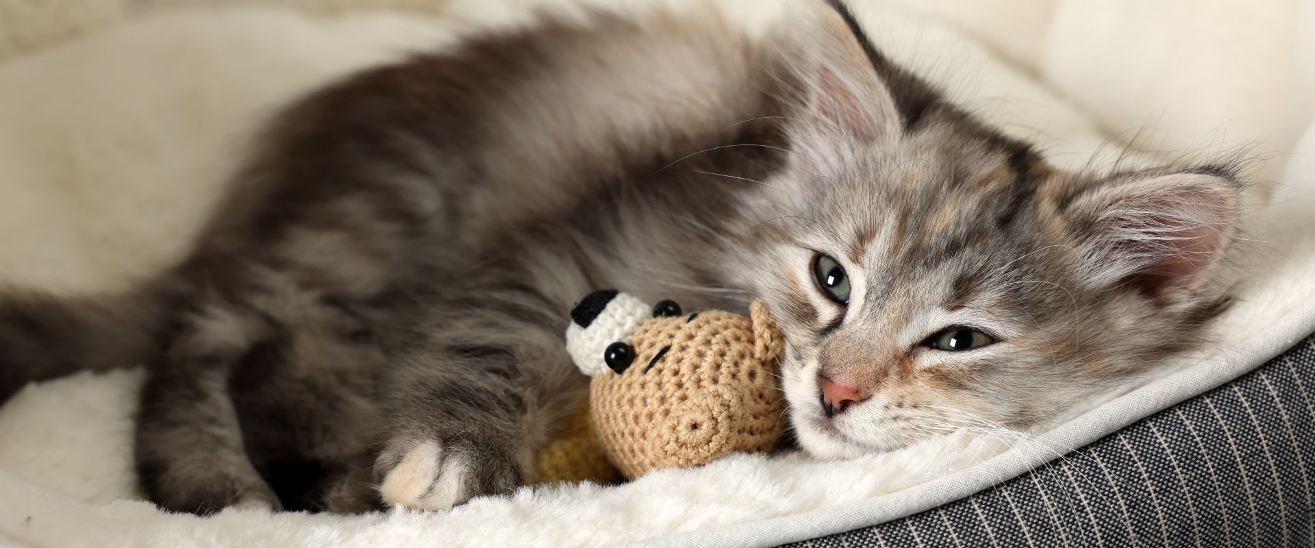 How to Make a Cat Feel Safe in a New Home