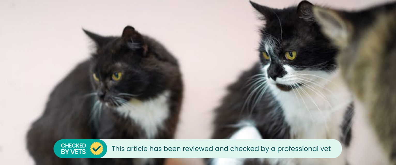 Multiple cats in a household.