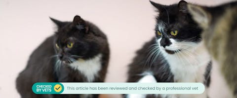 Multiple cats in a household.