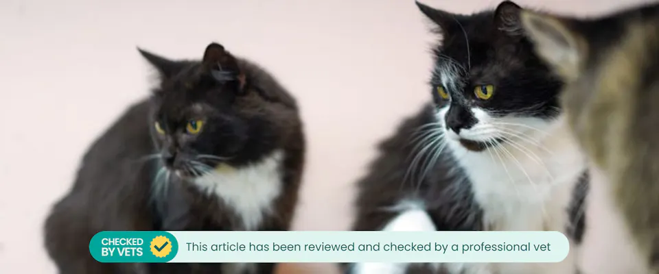 Multi Cat Program Multi-Cat Households: Care Tips and Common Issues | TrustedHousesitters.com