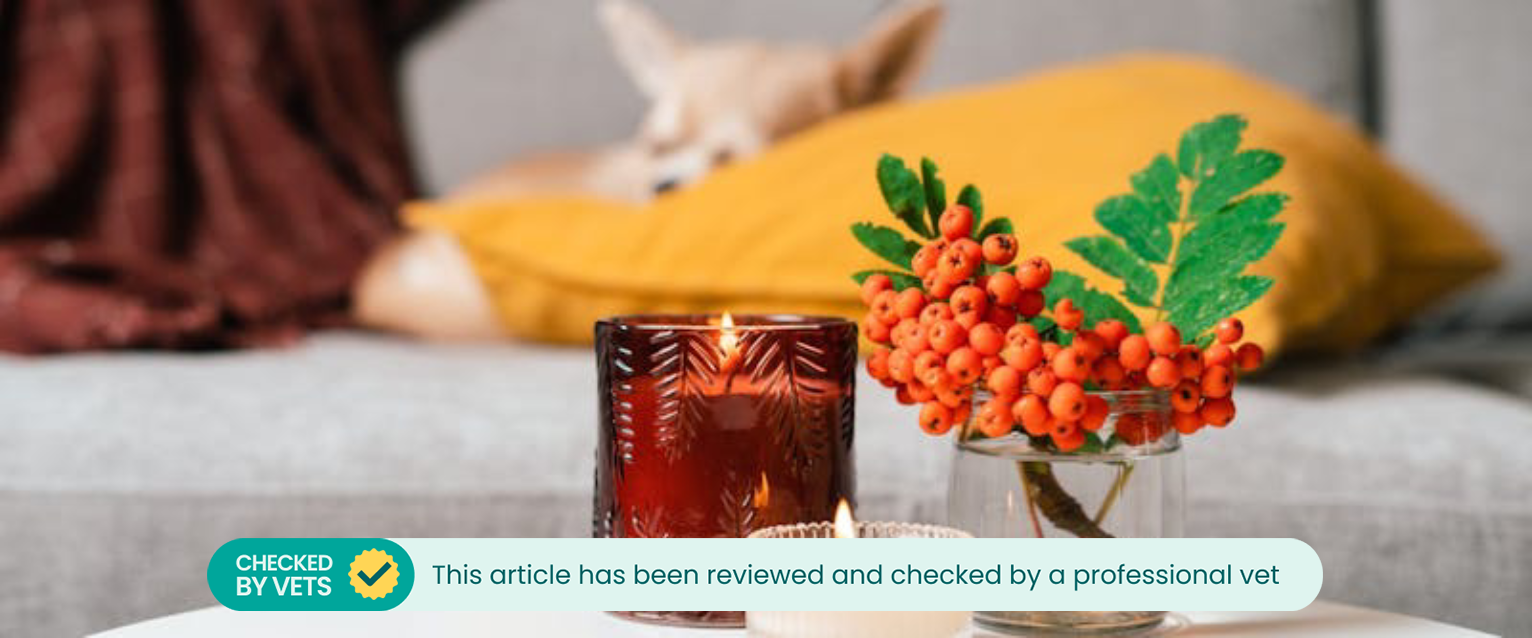 Parts of a Rowan tree on display in a home with a dog.