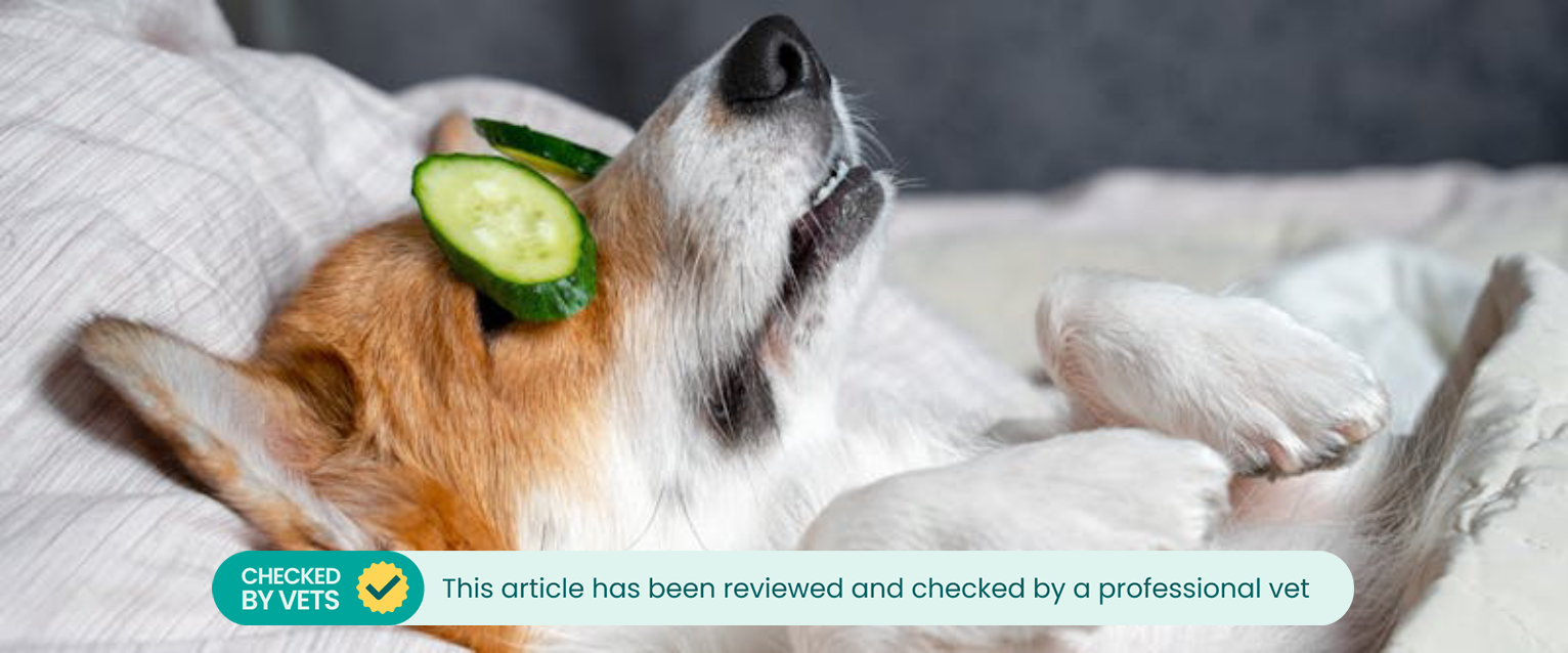 A dog receiving a skin care routine