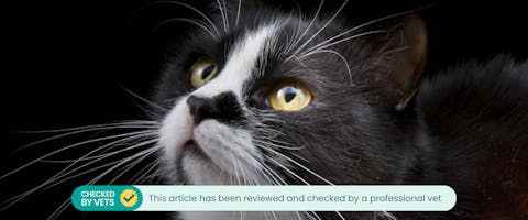 A black and white cat with long whiskers.