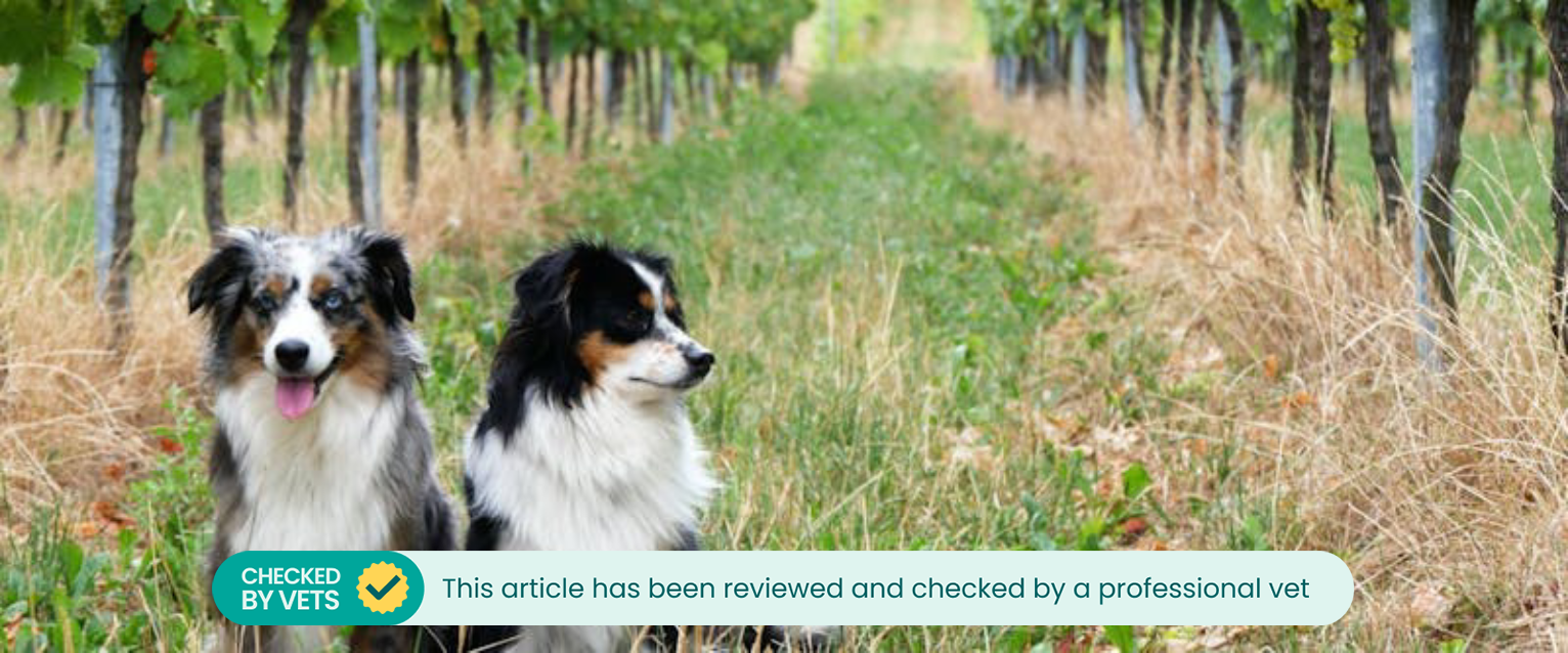 Two dogs sitting near grape vines in a vineyard.