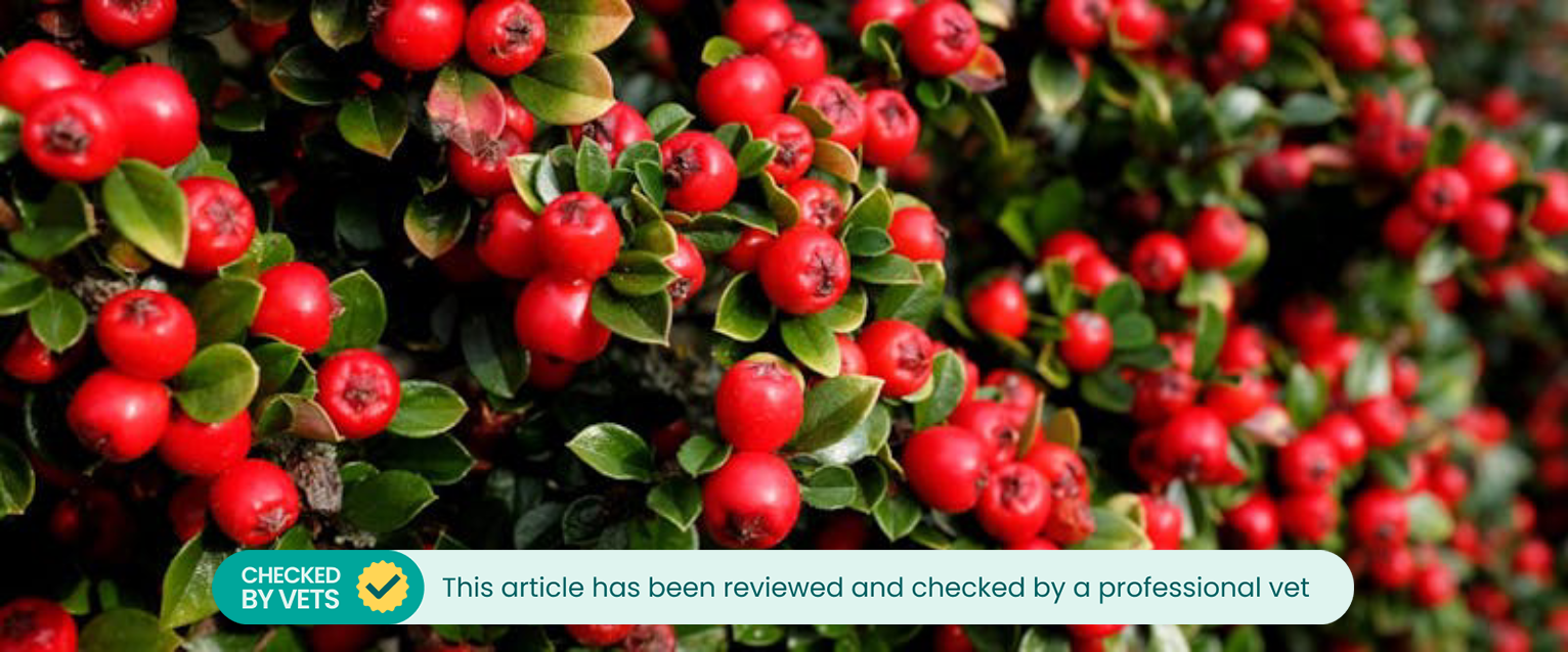 An up-close of a cotoneaster plant with red berries.