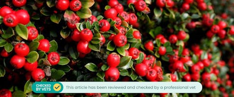 An up-close of a cotoneaster plant with red berries.