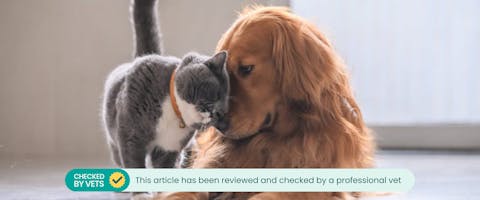 A cat and a dog nuzzling each other.