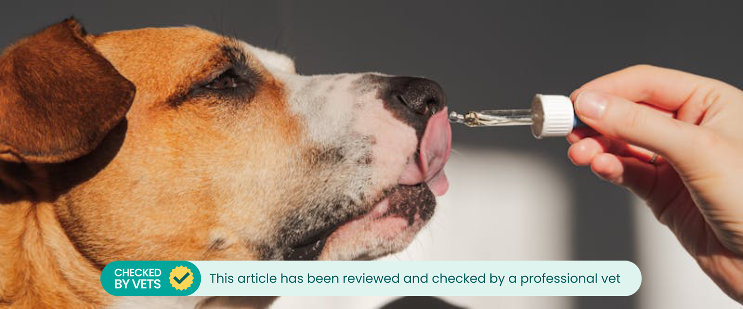 a person putting a pipet of coconut oil for dogs onto a large brown dog's nose