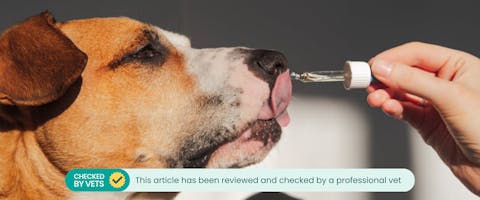 a person putting a pipet of coconut oil for dogs onto a large brown dog's nose