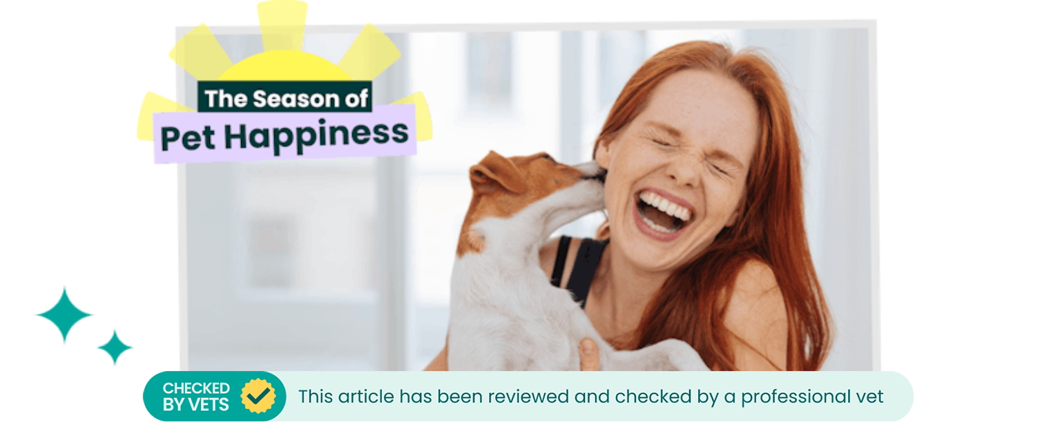 A Jack Russell greeting owner.