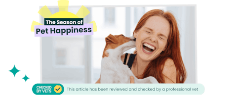 A Jack Russell greeting owner.