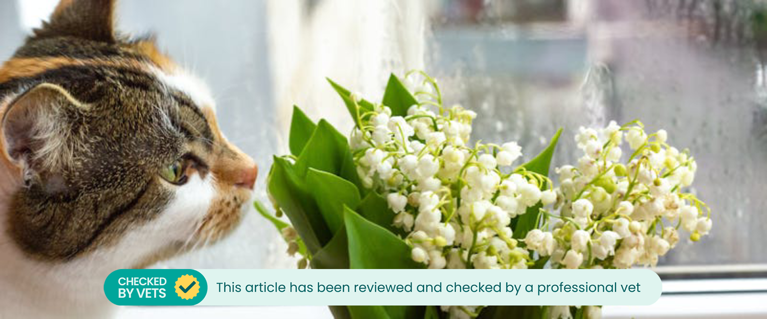 A cat looking closely at a plant.