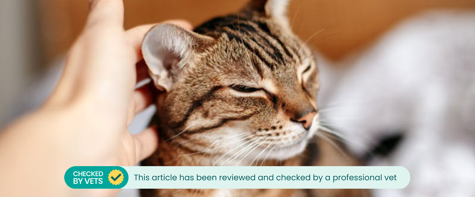 A cat with coconut oil being applied to their skin.