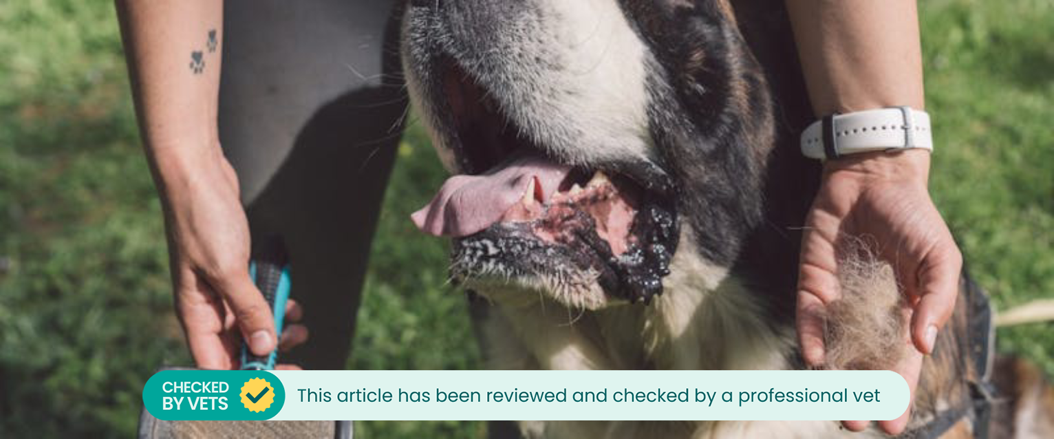 A pet parent brushing loose hair from their dog to prevent them from getting a hairball.