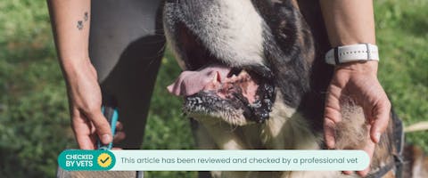 A pet parent brushing loose hair from their dog to prevent them from getting a hairball.