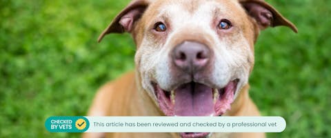 a geriatric dog sitting on grass looking up at the camera and panting