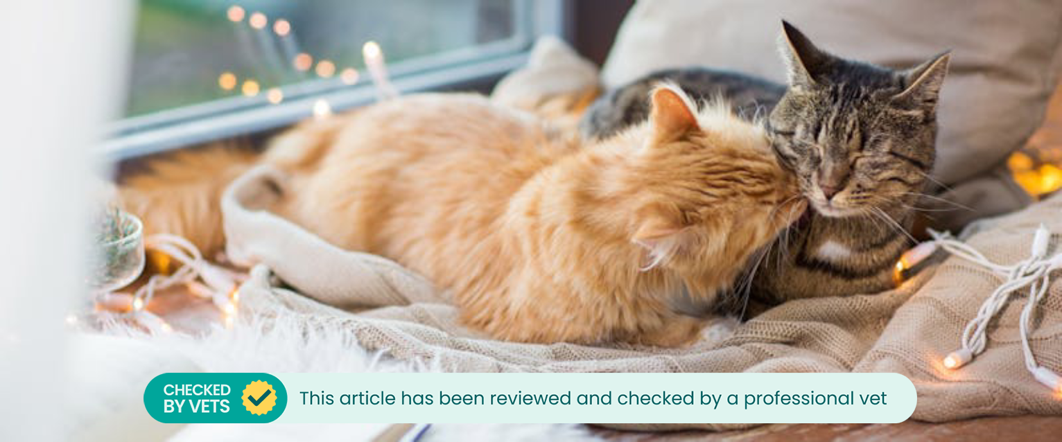 a ginger tabby lying next to a brown tabby on a blanket next to a window while washing its face