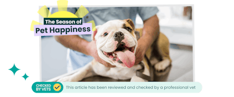 Dog on a vet's table