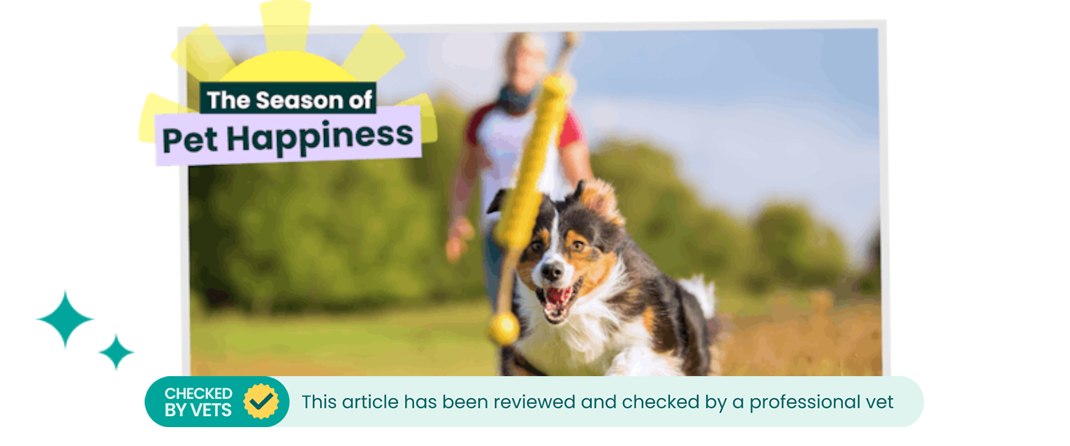 A pet parent bonding with their dog by playing fetch.