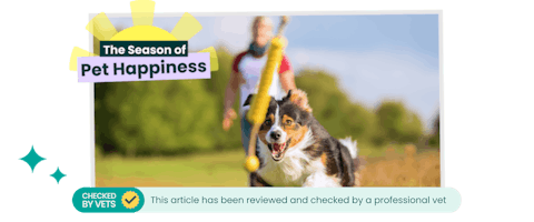 A pet parent bonding with their dog by playing fetch.
