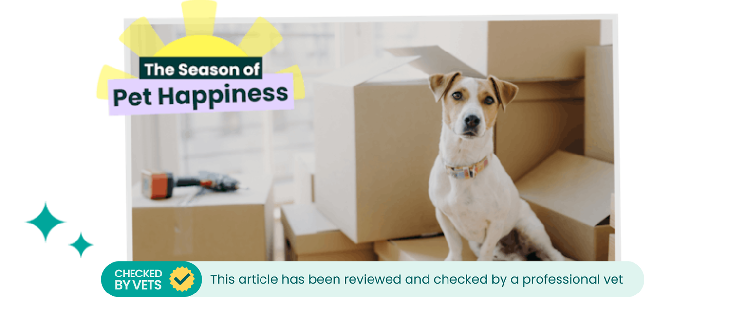 Jack Russell dog sitting on cardboard moving boxes.