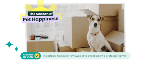Jack Russell dog sitting on cardboard moving boxes.