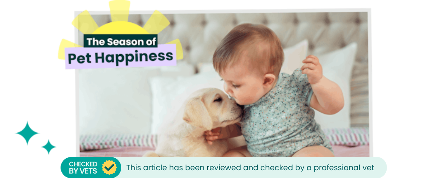 Labrador puppy dog and baby sat together on a bed.
