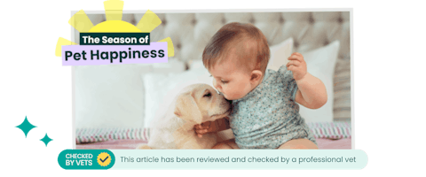 Labrador puppy dog and baby sat together on a bed.