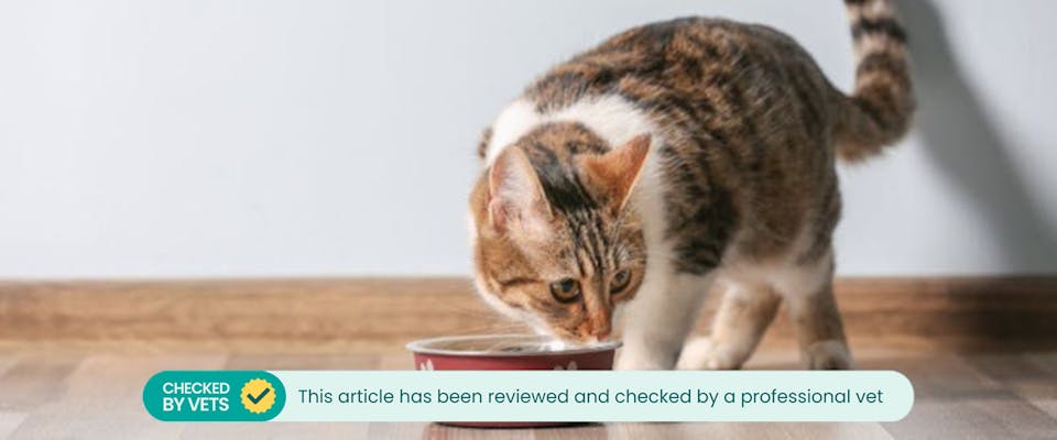 Can cats eat tuna out of a can online
