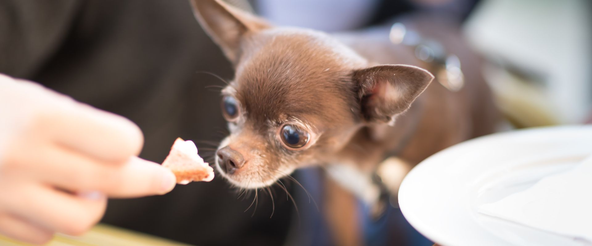 Can Dogs Eat Radishes TrustedHousesitters